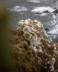 Gannets at RSPB Bempton Cliffs 