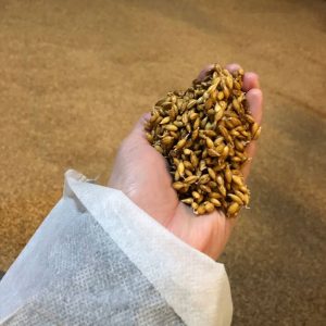Malt midway through the malting process