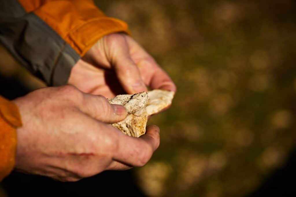 Tom (farmer) shows a piece of the chalk that covers the farm fields
